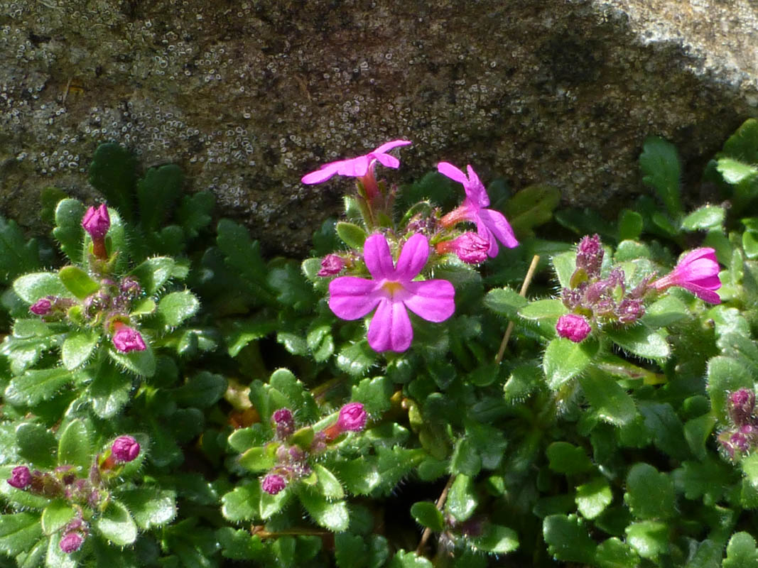 Erinus alpinus 'Dr Hähnle'